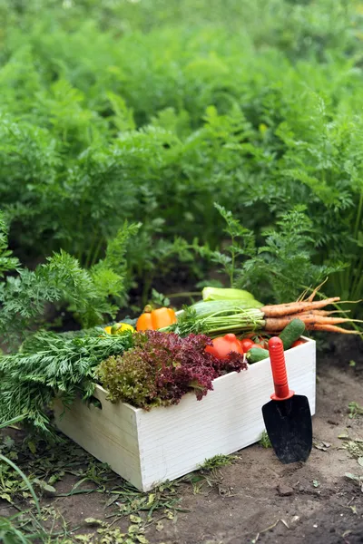 bir sandık içinde kırpma