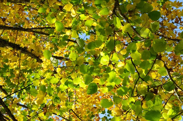 Foglie d'autunno — Foto Stock