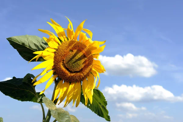 Funny sunflower — Stock Photo, Image