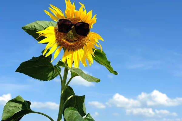 Bonito girasol — Foto de Stock