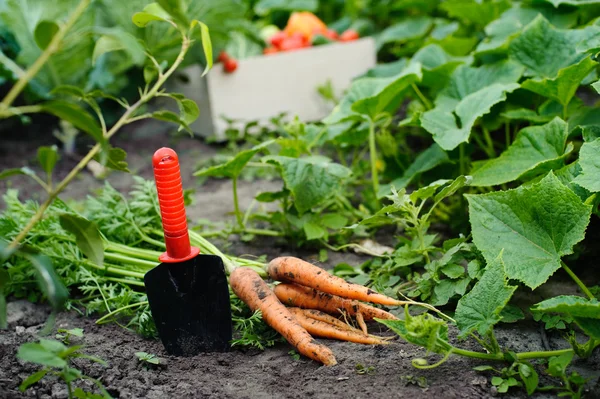 Zanahorias —  Fotos de Stock