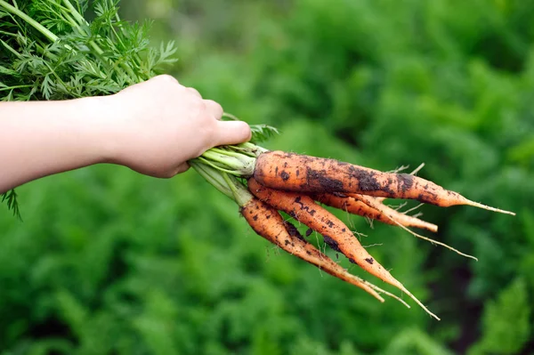 Zanahorias — Foto de Stock