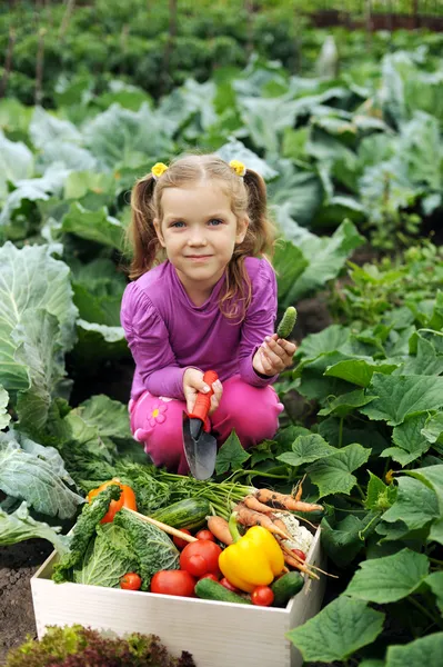 In the kitchen-garden — Stock Photo, Image