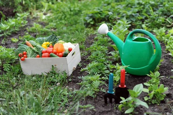 Cucina-giardino — Foto Stock