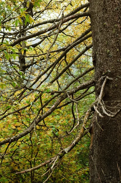 Baum — Stockfoto