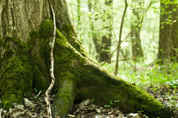 Alter moosiger Stamm — Stockfoto