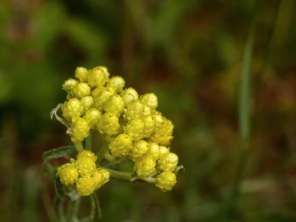 helichrysum arenarium çiçek