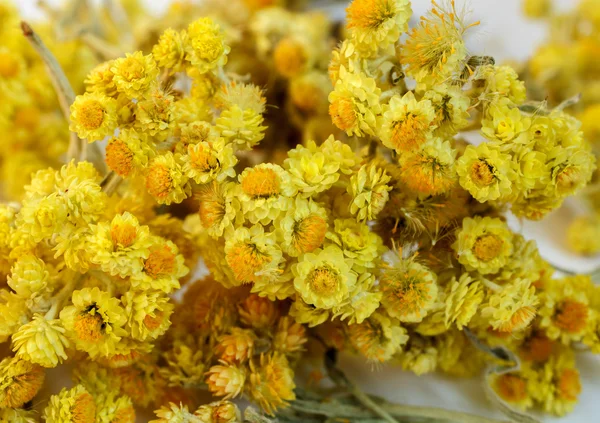 Dried flowers of helichrysum — Stock Photo, Image