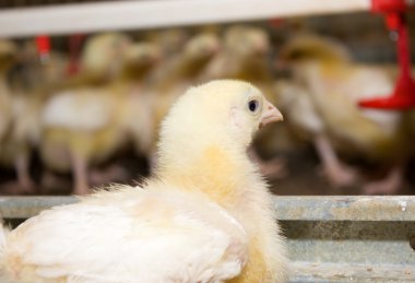 tavuk yumurtlayanlar portresi