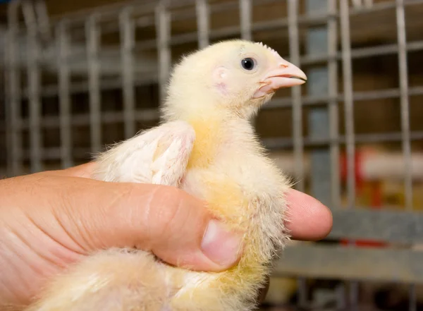 Portrait de poulets à griller au poulet — Photo