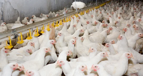 Chicken . Poultry farm — Stock Photo, Image