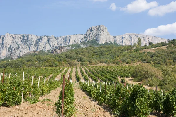 Vineyards at bottom of mountain — Stock Photo, Image