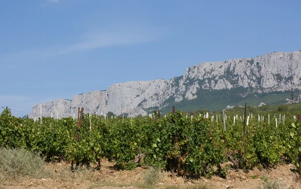 Виноградники внизу гори — стокове фото