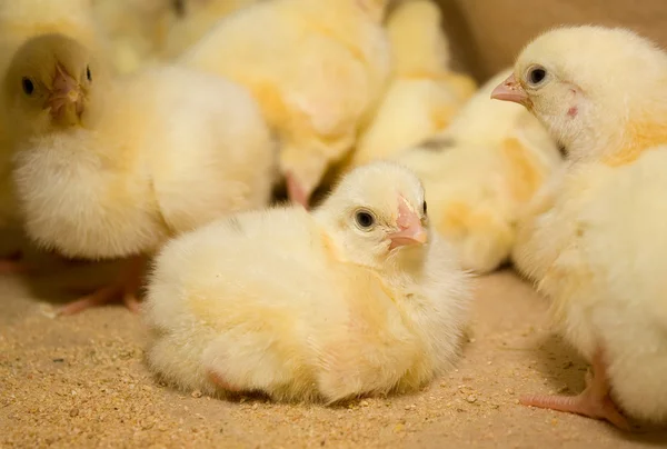 Chickens . Poultry farm — Stock Photo, Image