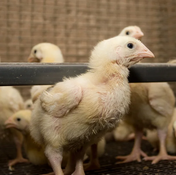 Chickens . Poultry farm — Stock Photo, Image