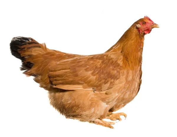 Braune Henne isoliert auf weißem Hintergrund — Stockfoto