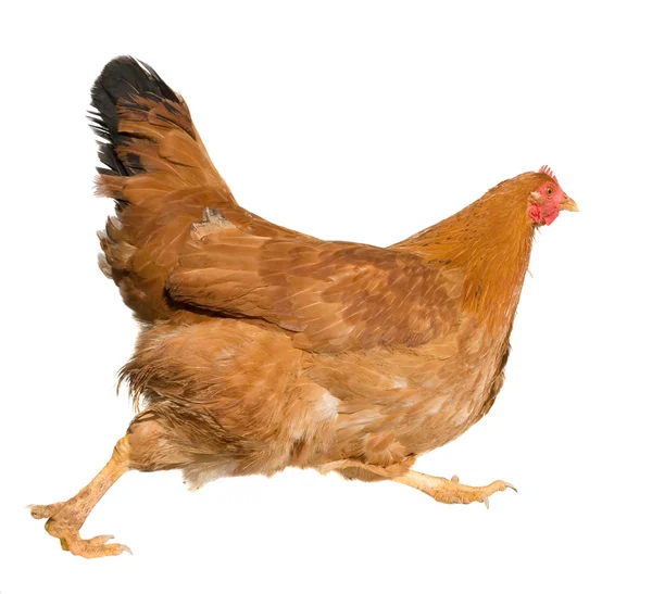Braune Henne isoliert auf weißem Hintergrund — Stockfoto