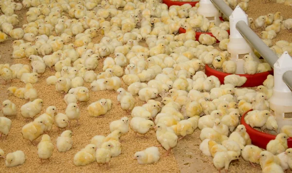鸡只。家禽农场 — 图库照片#