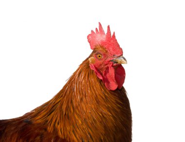 horoz beyaz arkaplanda izole edildi