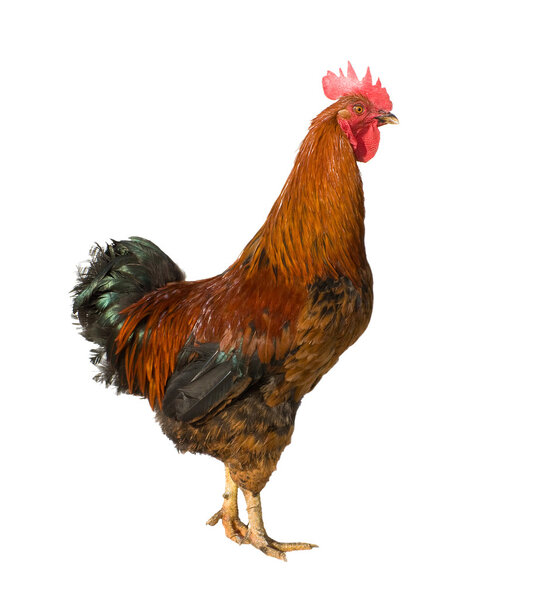 Rooster isolated on white background