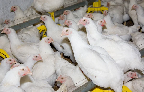 Chickens. Poultry farm — Stock Photo, Image