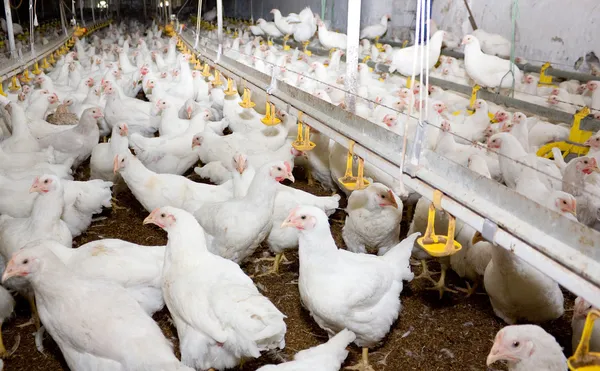 Chickens. Poultry farm — Stock Photo, Image