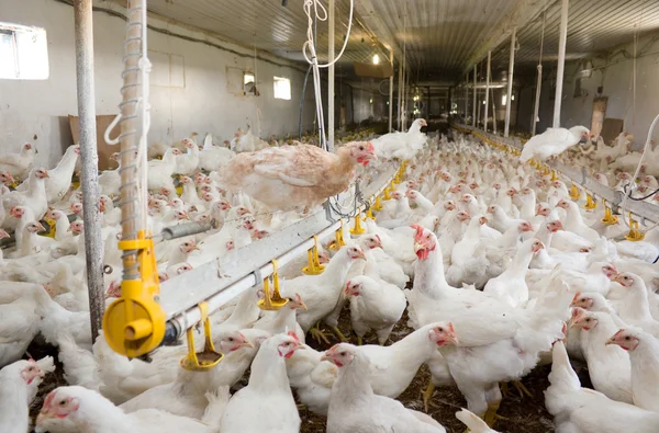 Csirkék. baromfi mezőgazdasági — Stock Fotó
