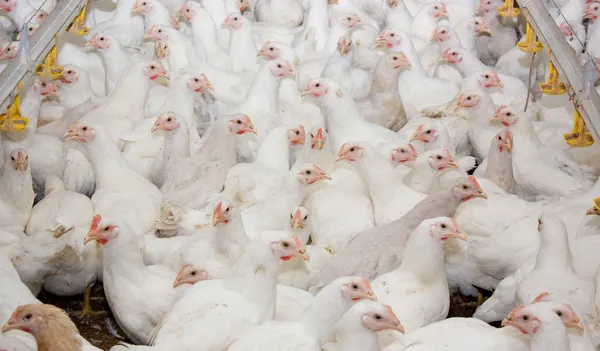 Tavuklar. tavuk çiftliği
