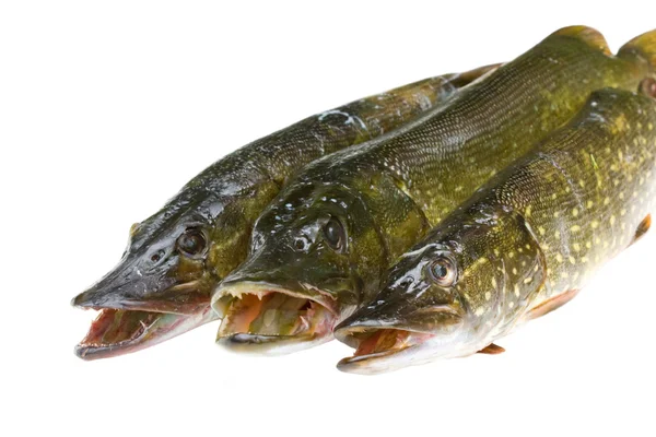 Three pike on a white background — Stock Photo, Image