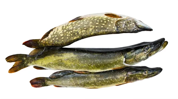 Three pike on a white background — Stock Photo, Image