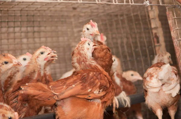 Pollos Jóvenes Una Jaula Una Granja Avícola — Foto de Stock