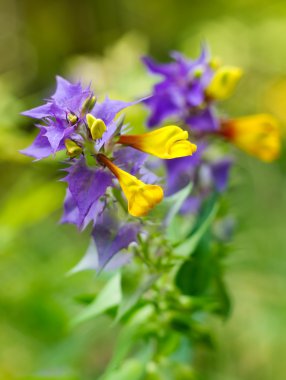 Melampyrum nemorosum