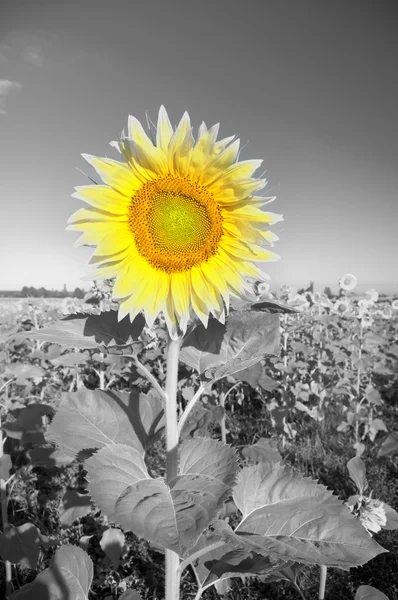 Girasole su un campo agricolo — Foto Stock