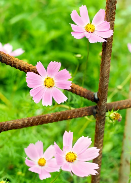 Pink flowers