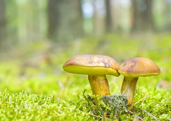 Famille des champignons en mousse — Photo