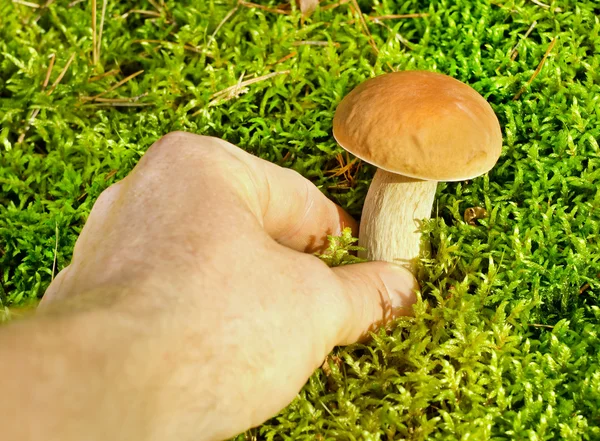 A pessoa apanha cogumelos — Fotografia de Stock