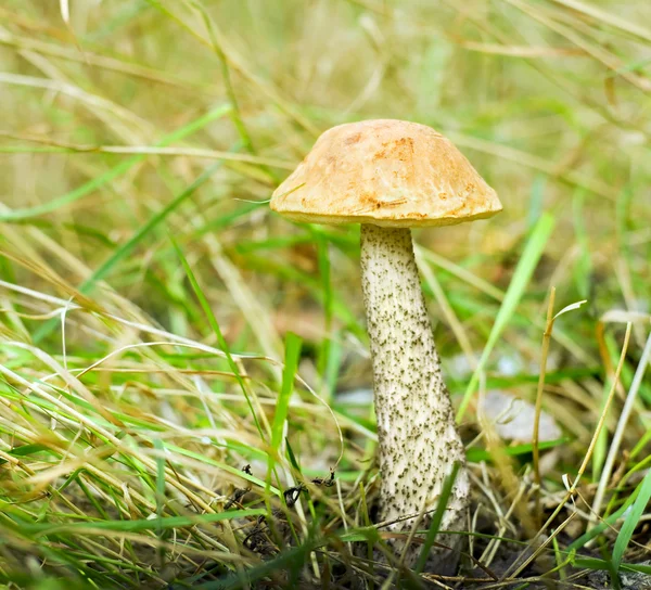 Orange Hřib březový (Leccinum versipelle) houby — Stock fotografie