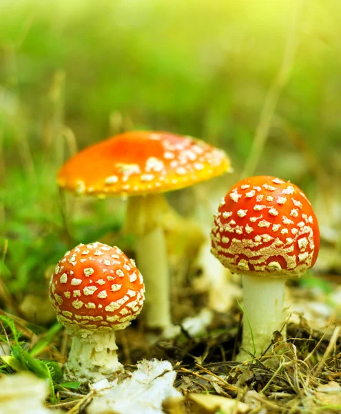 Amanita muskaria — Zdjęcie stockowe