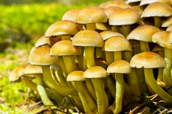 Sulphur Tuft fungus (Hypholoma fasiculare) — Stock Photo, Image