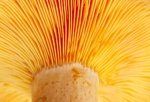 Mushroom ( Lactarius deliciosus) — Stock Photo, Image