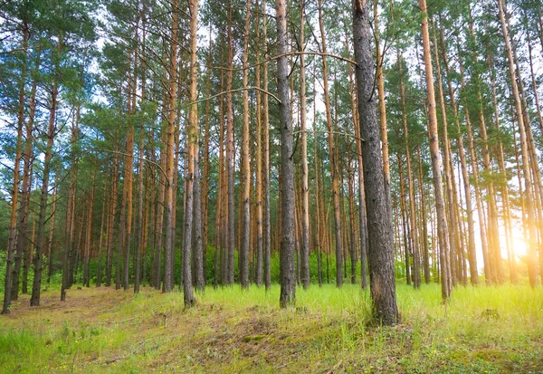 Kiefernwald — Stockfoto