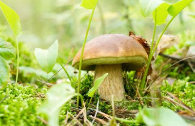 Mushroom ( Boletus edulis) in summer forest. clipart