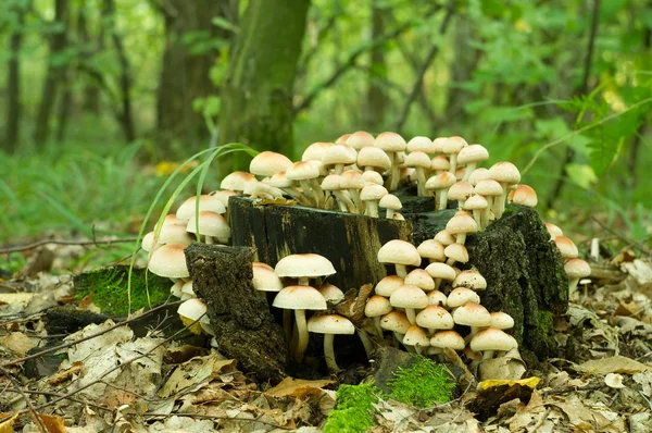 Fungo do tufo do enxofre (Hypholoma fasiculare ) — Fotografia de Stock