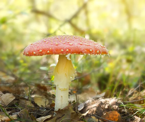 Cogumelo vermelho fung — Fotografia de Stock