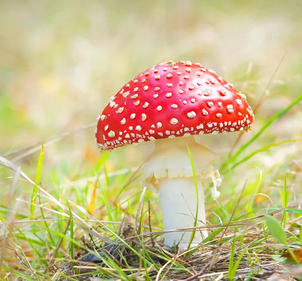 Cogumelos vermelhos Fungos — Fotografia de Stock