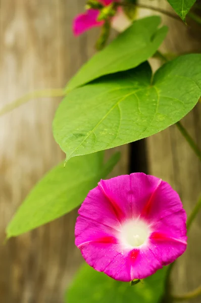 Hermosa flor rosa. —  Fotos de Stock