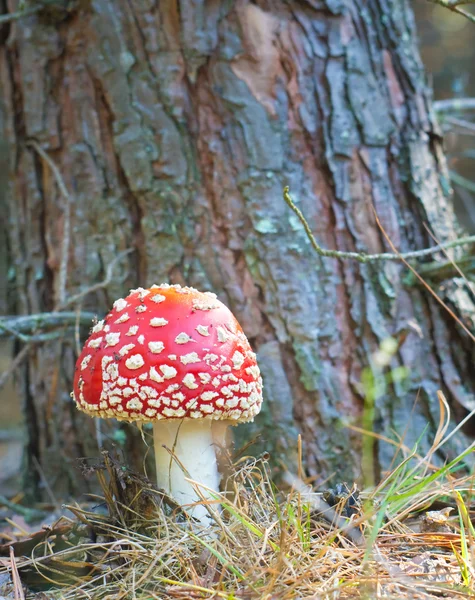 Červené houby — Stock fotografie