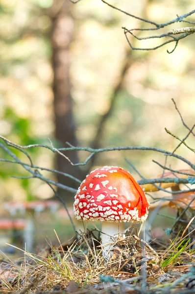 Cogumelos vermelhos Fungos — Fotografia de Stock