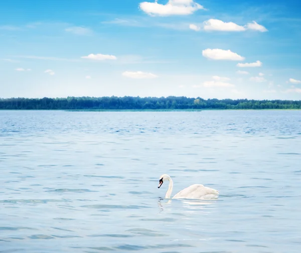 Cisne blanco flotando en el lago de madera — Foto de Stock
