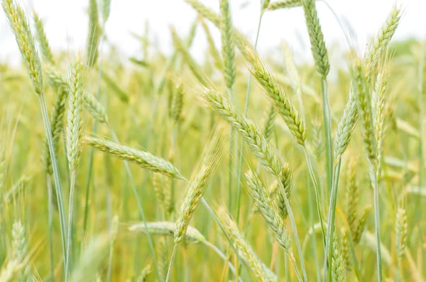 Rijp zomer tarwe — Stockfoto